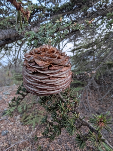Cyprus cedar (Cedrus brevifolia)