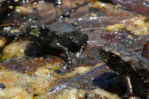 Taiwan Common Toad, Miaoli County, Taiwan, photo 7 of 10