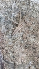 Pisaurina dubia