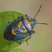 Comperocoris roehneri - Photo (c) Claudio Maureira, some rights reserved (CC BY-NC-SA), uploaded by Claudio Maureira