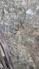 Pisaurina dubia