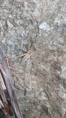 Pisaurina dubia