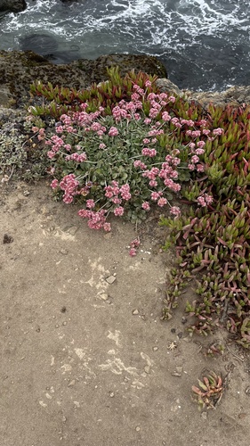 Coast buckwheat