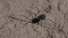 Trachyrhinus favosus