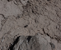 Trachyrhinus favosus