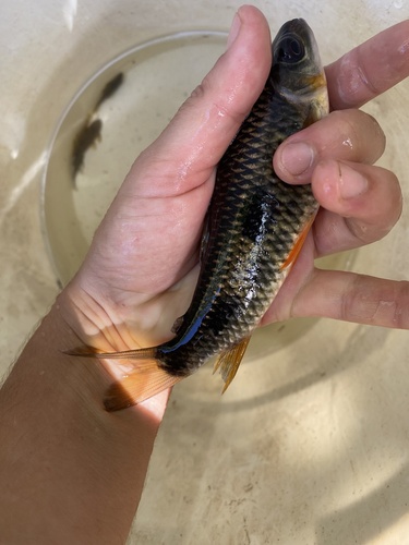 Gosse's leporinus (Leporinus gossei) — Anostomidae — 5