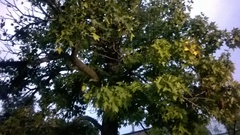 Liquidambar styraciflua