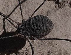 Trachyrhinus favosus