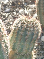 Echinocereus armatus