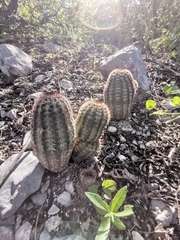 Echinocereus armatus