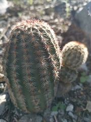Echinocereus armatus
