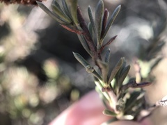 Eriophyes adenostomae