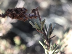 Eriophyes adenostomae