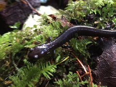 Plethodon elongatus