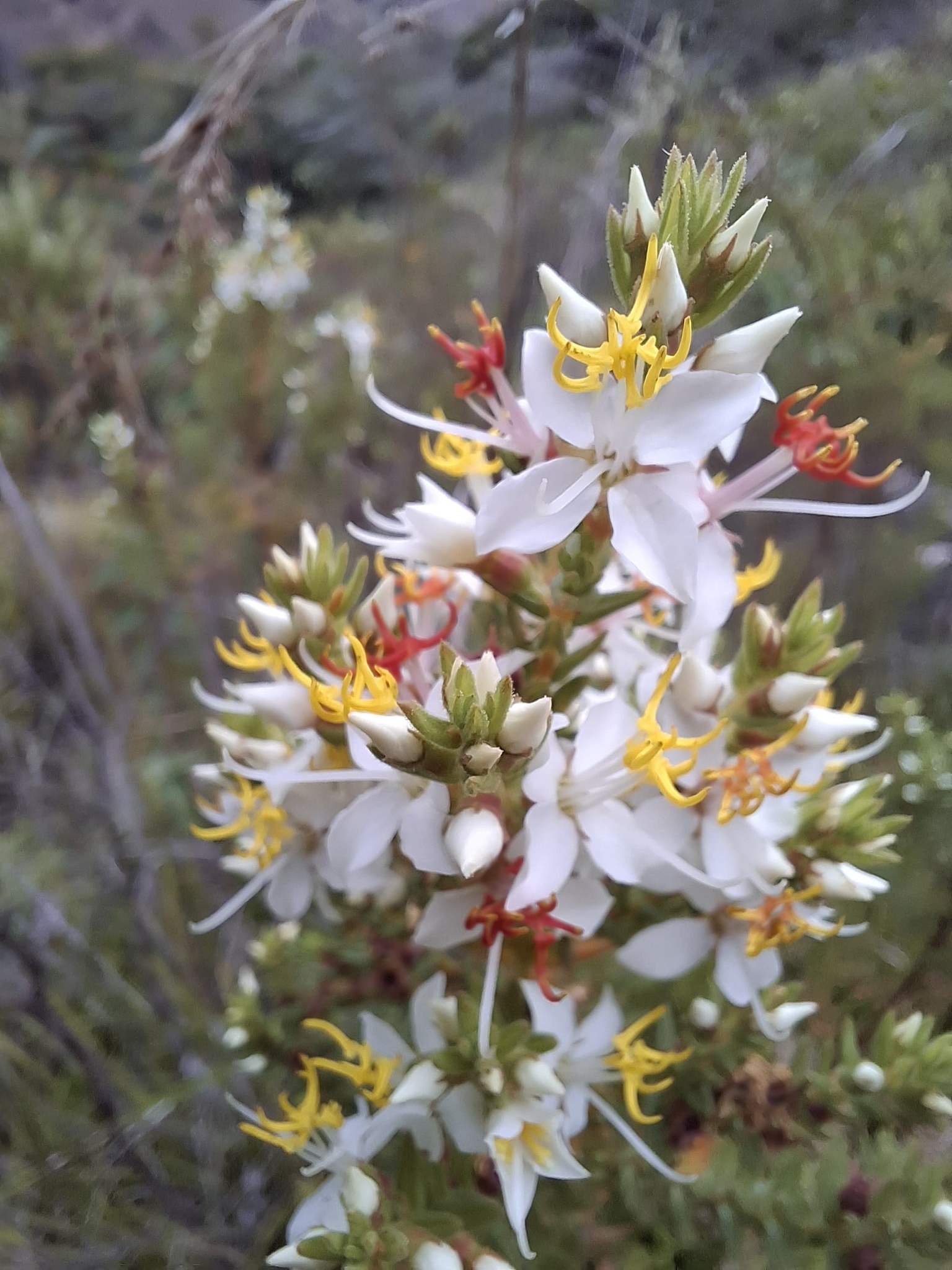 Marcetia taxifolia