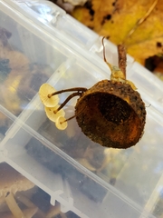 Paragymnopus foliiphilus