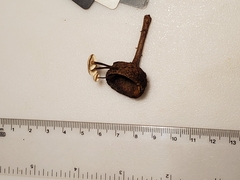 Paragymnopus foliiphilus