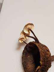 Paragymnopus foliiphilus