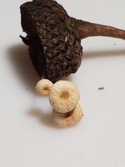 Paragymnopus foliiphilus