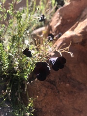 Nemesia bodkinii