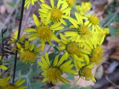 Chrysanthemum lavandulifolium