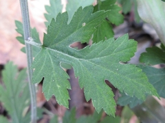 Chrysanthemum lavandulifolium