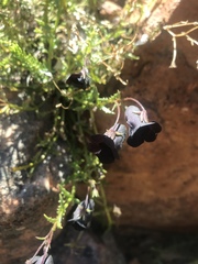 Nemesia bodkinii