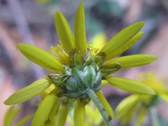 Chrysanthemum lavandulifolium