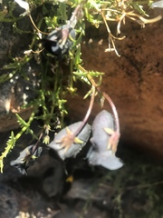 Nemesia bodkinii