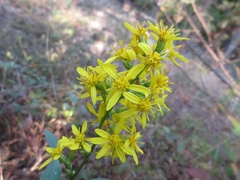 Solidago virgaurea asiatica