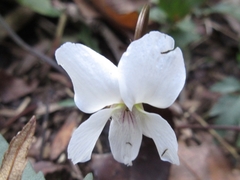 Viola albida