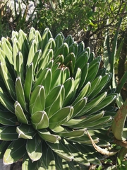 Agave victoriae-reginae