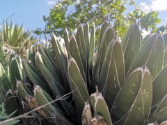 Agave victoriae-reginae