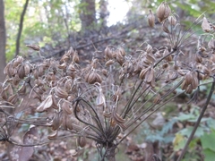 Angelica dahurica