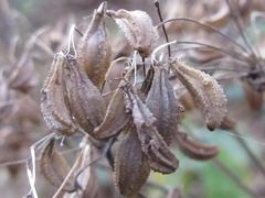 Angelica dahurica
