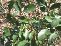 Lindera glauca