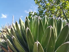 Agave victoriae-reginae