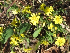 Crepidiastrum denticulatum