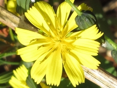 Crepidiastrum denticulatum