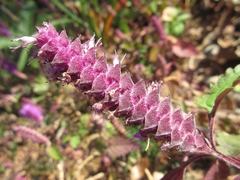 Elsholtzia splendens