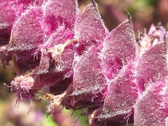 Elsholtzia splendens