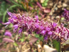 Elsholtzia splendens