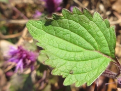 Elsholtzia splendens