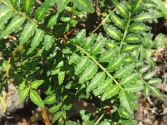 Zanthoxylum piperitum