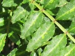Zanthoxylum piperitum