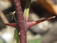 Zanthoxylum piperitum