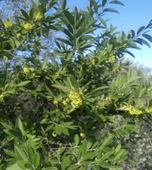 Neopringlea integrifolia