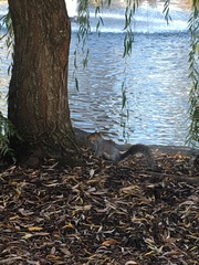 Sciurus carolinensis