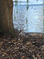 Sciurus carolinensis