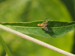 Campiglossa sororcula